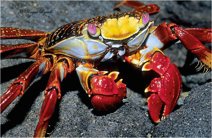 Sally Lightfoot Creab 103 by Dr. Wayne Lynch &copy;