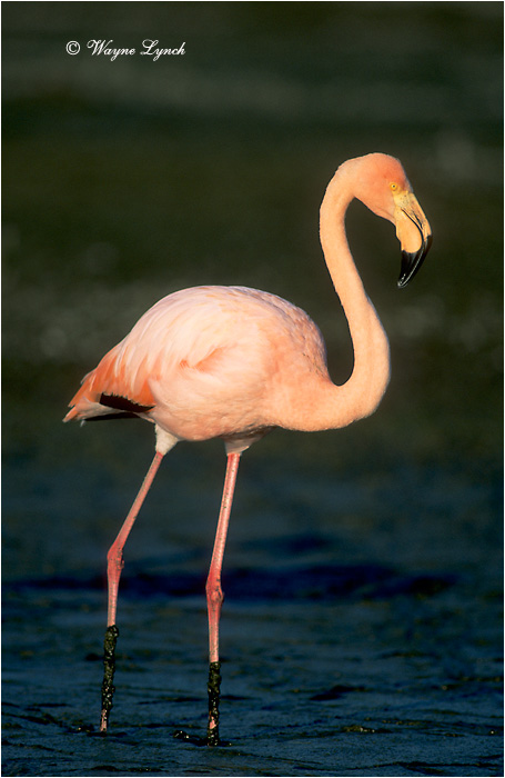 Greater Flamingo 102 by Dr. Wayne Lynch &copy;
