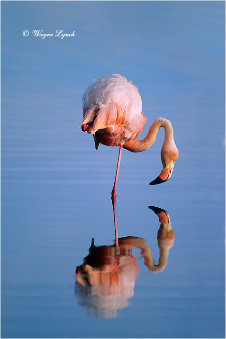 Greater Flamingo 107 by Dr. Wayne Lynch &copy;
