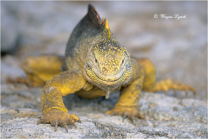 Galapagos Land Iguana 102 by Dr. Wayne Lynch ©