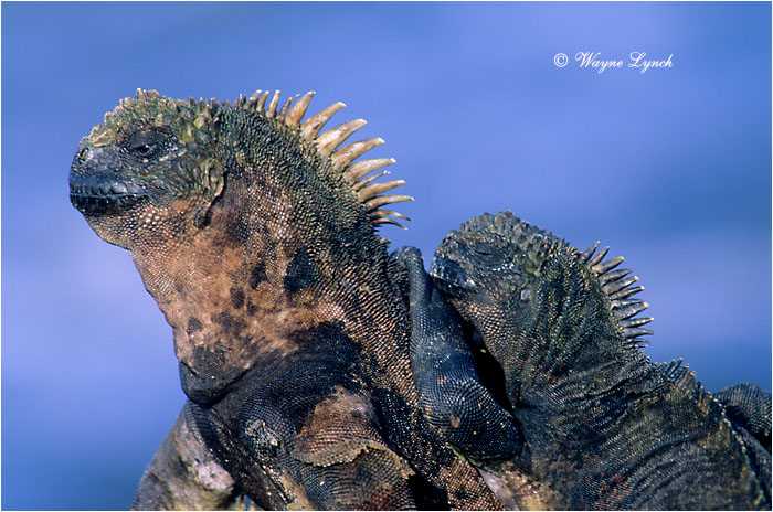 Marine Iguana 105 by Dr. Wayne Lynch &copy;