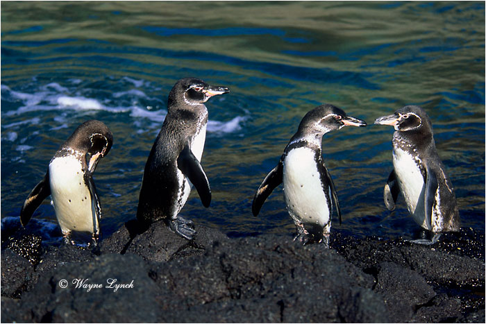 Galapagos Penguins 103 by Dr. Wayne Lynch ©