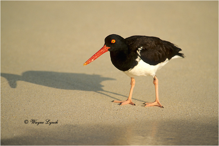 American Oystercatcher 101 by Dr. Wayne Lynch &copy;