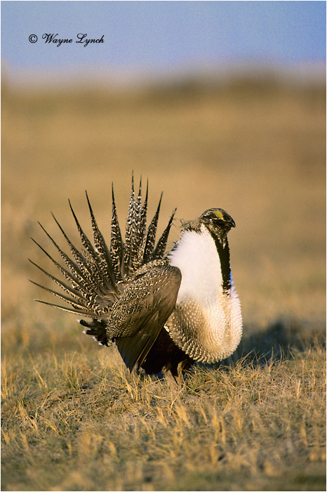 Greater Sage-grouse 105 by Dr. Wayne Lynch ©