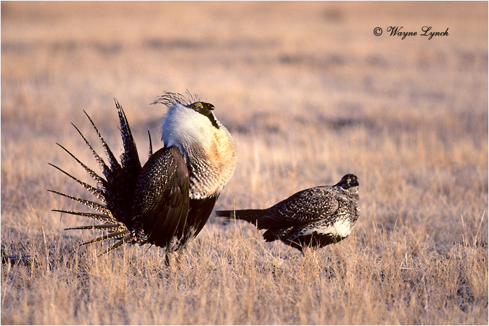 Greater Sage-grouse 109 by Dr. Wayne Lynch 
