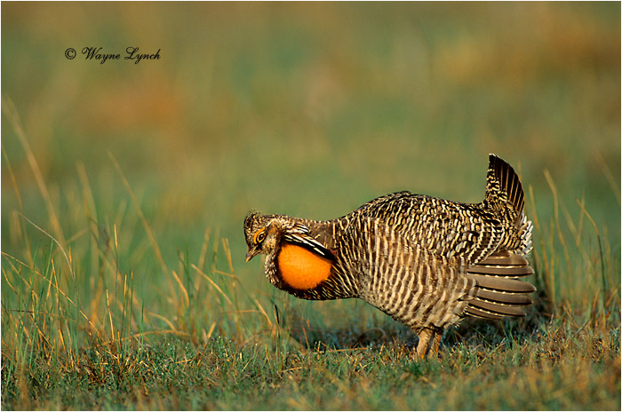Greater Prairie-chicken 102 by Dr. Wayne Lynch ©
