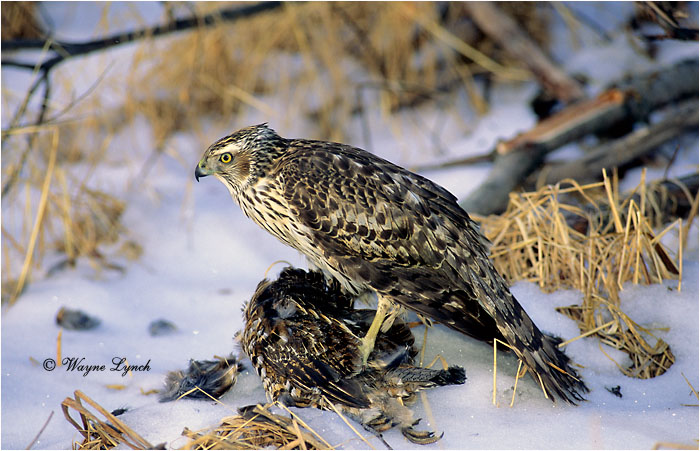 Northern Goshawk with Ruffed Grouse 108 by Dr. Wayne Lynch &copy;