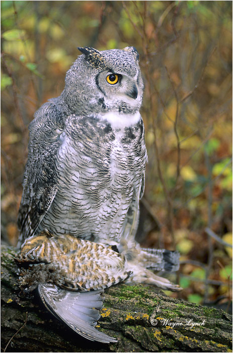 Great Horned Owl with Ruffed Grouse 162 by Dr. Wayne Lynch ©