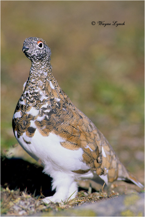 White-tailed Ptarmigan 104 by Dr. Wayne Lynch ©