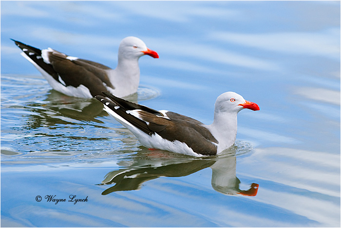 Dolphin Gull 101  by Dr. Wayne Lynch &copy;