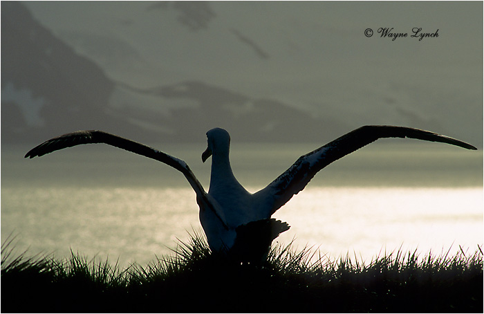Wandering Albatross 103  by Dr. Wayne Lynch ©
