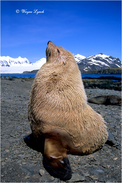 Antarctic Fur Seal 105 by Dr. Wayne Lynch ©