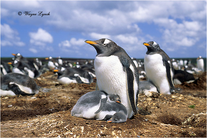 Gentoo Penguin 106  by Dr. Wayne  Lynch ©