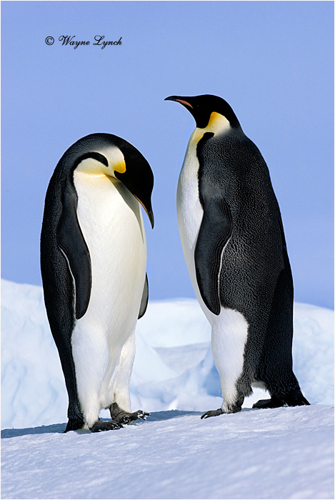 Emperor Penguin 143 by Dr. Wayne Lynch ©