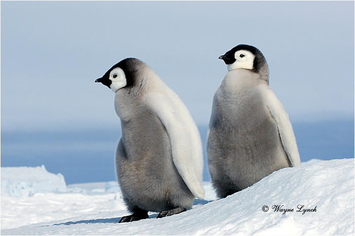 Emperor Penguin 146 by Dr. Wayne Lynch ©