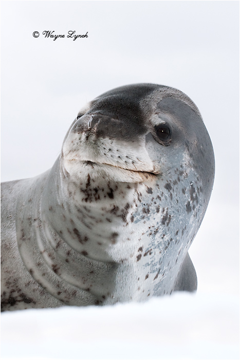 Leopard Seal 105 by Dr. Wayne Lynch ©