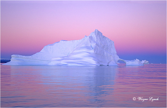 Greenland 101 by Wayne Lynch &copy;
