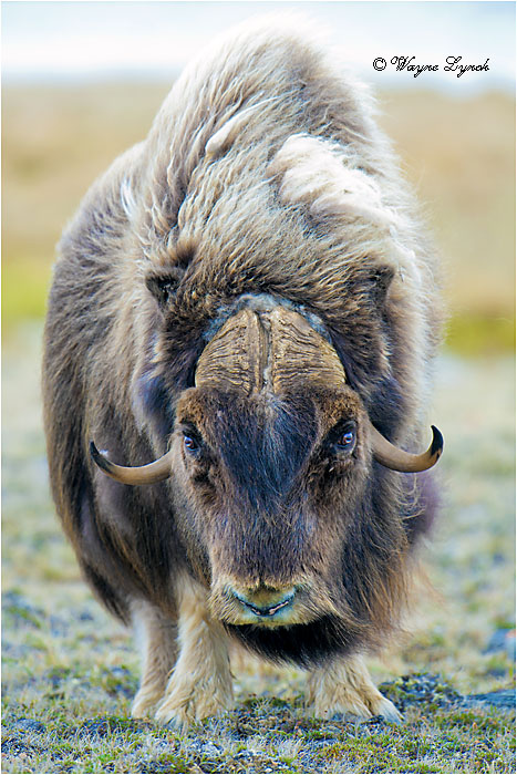 Muskoxen Bull 146 by Dr. Wayne Lynch &copy;