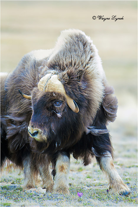 Muskoxen Bull 144 by Dr. Wayne Lynch &copy;