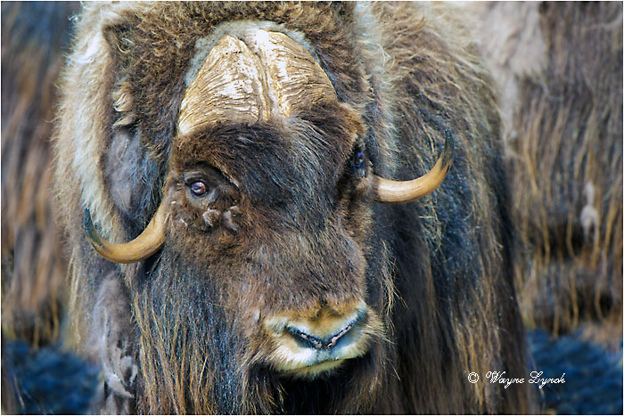 Muskoxen Bull 150 by Dr. Wayne Lynch &copy;