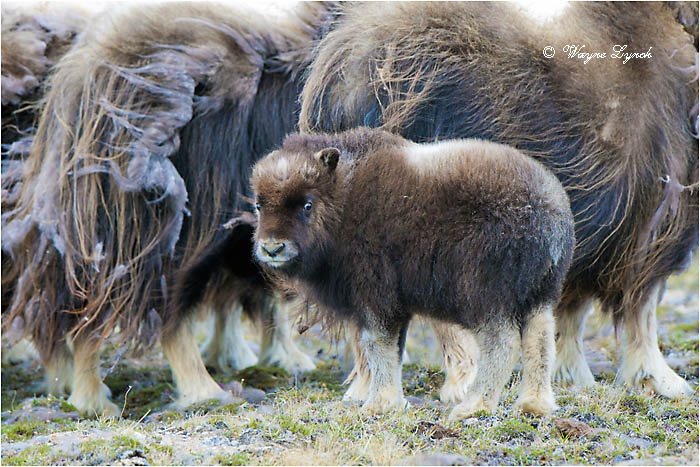 Muskoxen Calf 133 by Dr. Wayne Lynch &copy;