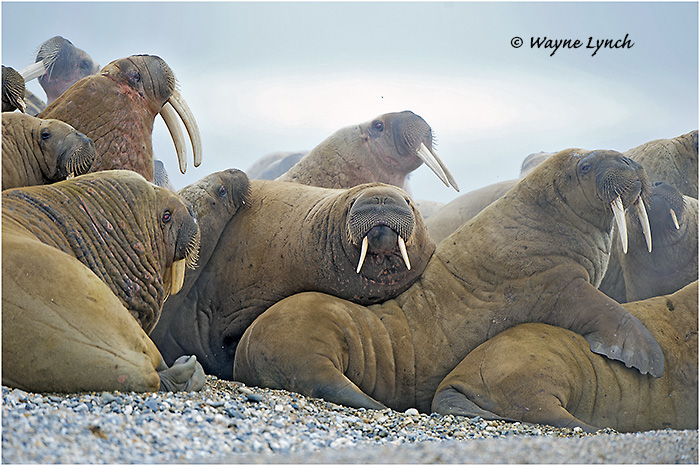Atlantic Walruses 149 by Dr. Wayne Lynch &copy;
