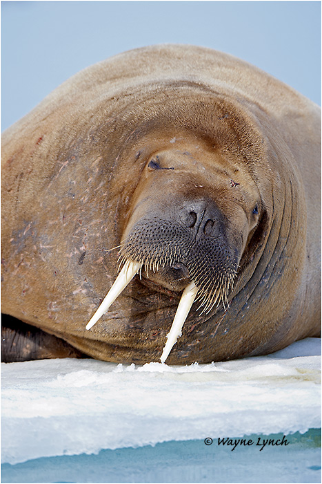 Atlantic Walrus 146 by Dr. Wayne Lynch &copy;