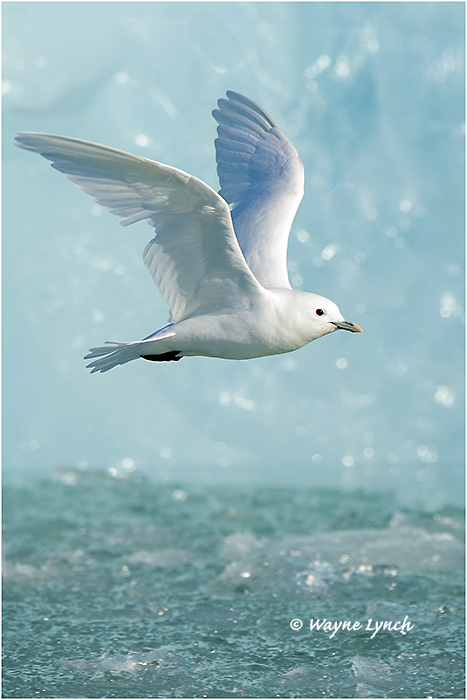 Ivory Gull (Endangered Species) 113 by Dr. Wayne Lynch &copy;