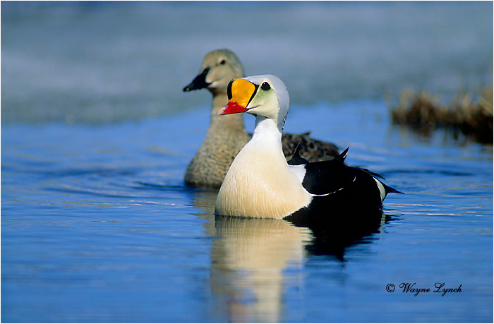 King Eider 101 by Wayne Lynch &copy;