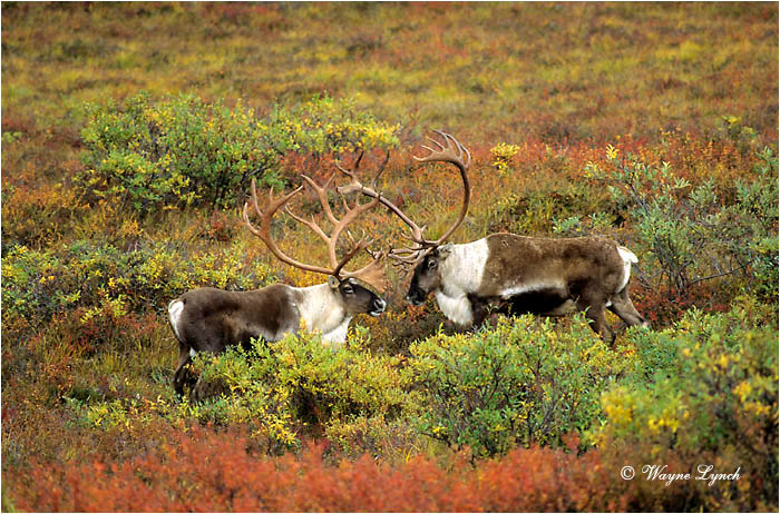 3-Caribou 103  by Wayne Lynch &copy;