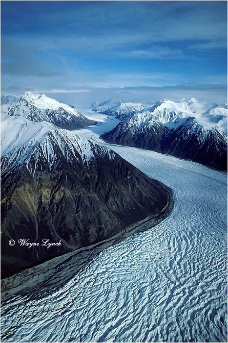 Kluane National Park 102 by Wayne Lynch &copy;