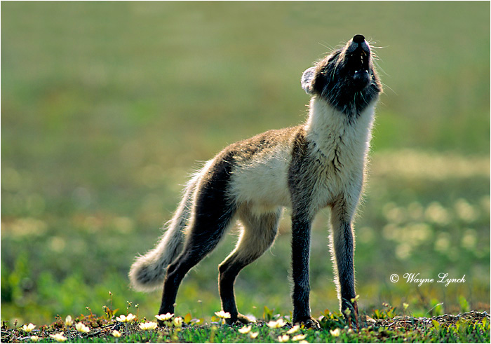 Arctic Fox 110 by Wayne Lynch &copy;