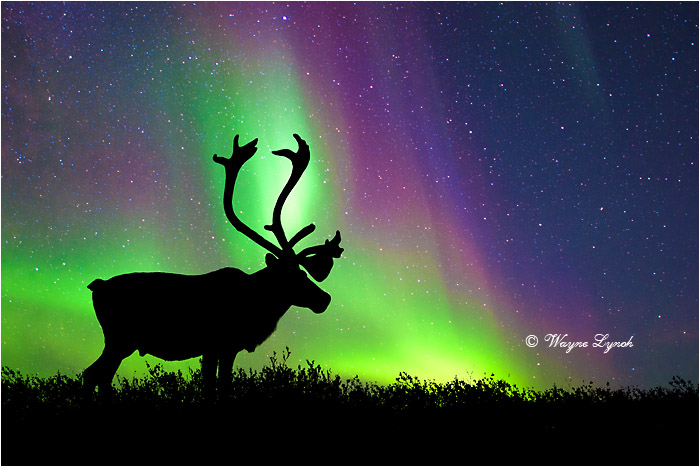 Caribou Bull & the Northern Lights by Dr. Wayne Lynch ©