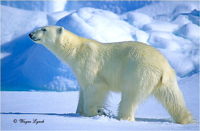 Polar Bear 117 by Wayne Lynch ©