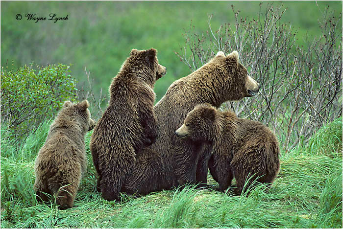 Brown Bear 107 by Wayne Lynch &copy;