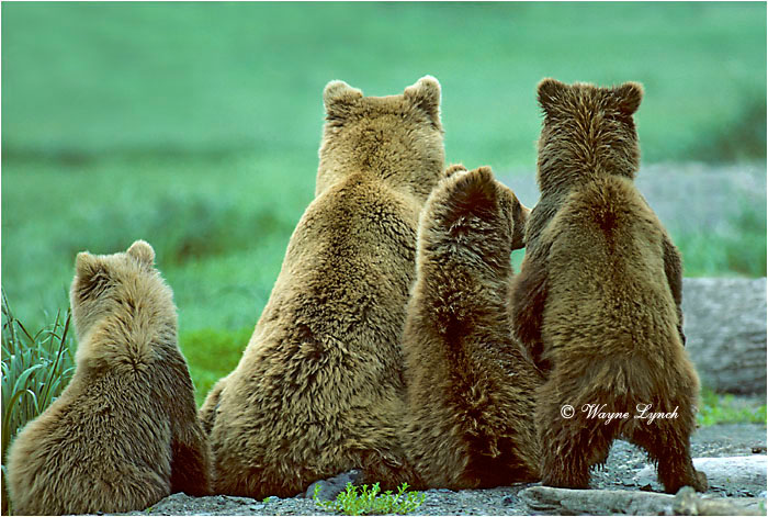 Borwn Bear 108 by Wayne Lynch &copy;