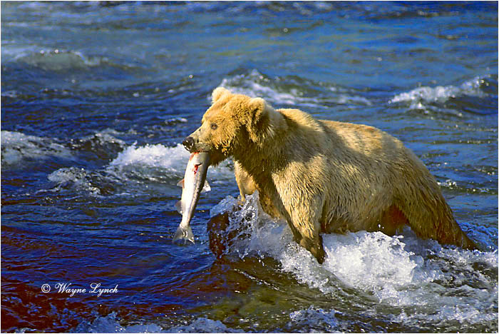 Brown Bear 116 by Wayne Lynch &copy;