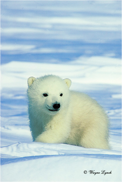 Polar Bear 151 by Wayne Lynch &copy;
