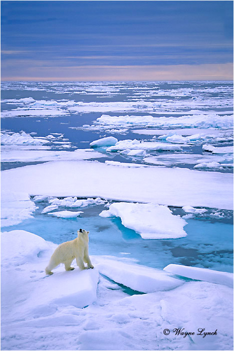 Polar Bear 105 by Wayne Lynch &copy;