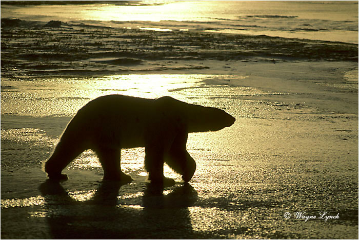Polar Bear 111 by Wayne Lynch ©