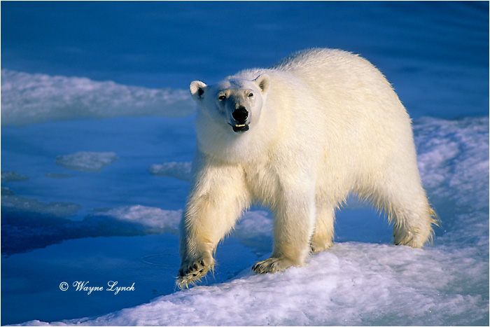 Polar Bear 169 by Dr. Wayne Lynch &copy;