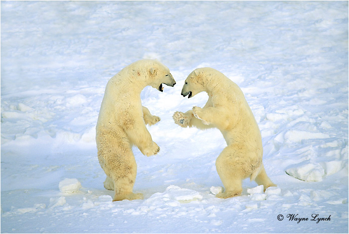 Polar Bear 101 by Wayne Lynch ©