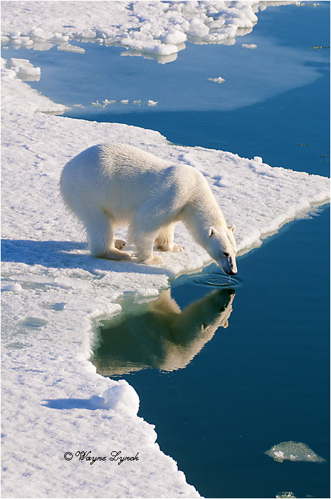 Polar Bear on Pack Ice 221 by Dr. Wayne Lynch &copy;