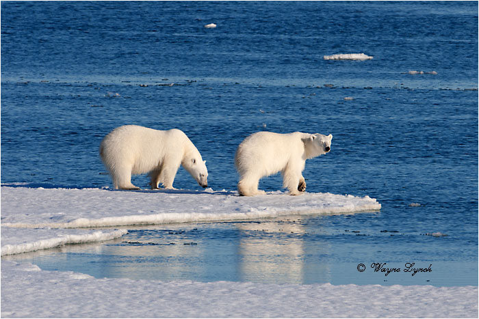 Polar Bears Interacting 106 by Dr. Wayne Lynch ©