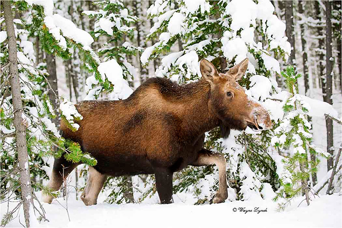 Cow Moose 115 by Dr. Wayne Lynch &copy;