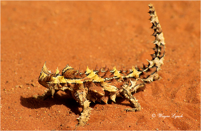 Thorny Devil Australia 101 by Wayne Lynch &copy;