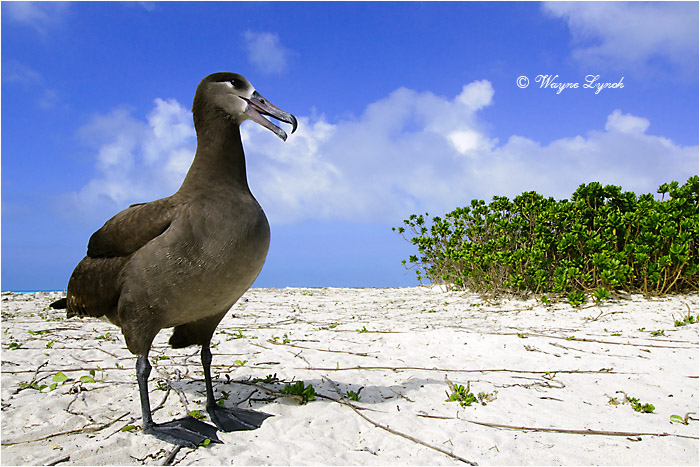 Black-footed Albatross 111 by Dr. Wayne Lynch ©