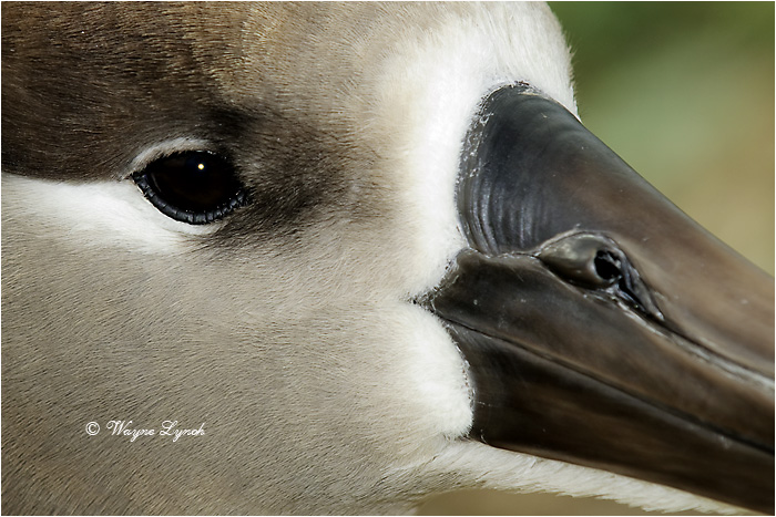 Black-footed Albatross 112 by Dr. Wayne Lynch ©