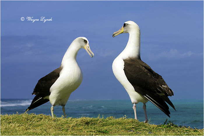 Laysan Albatross 102 by Dr. Wayne Lynch ©