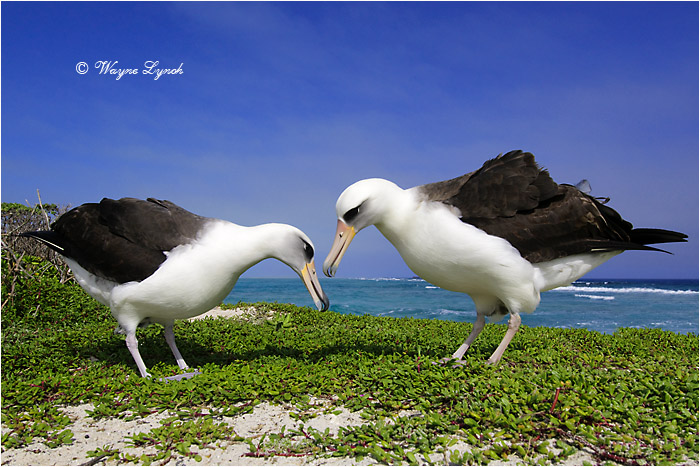 Laysan Albatross 104 by Dr. Wayne Lynch ©